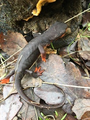 Taricha rivularis
