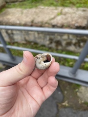 Eobania vermiculata