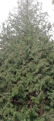 Thuja