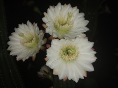 Cereus hexagonus