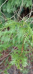 Thuja