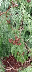 Thuja