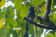 Dicrurus caerulescens