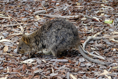 Setonix brachyurus