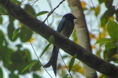 Dicrurus caerulescens