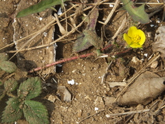 Potentilla fragarioides