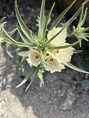 Mohavea confertiflora
