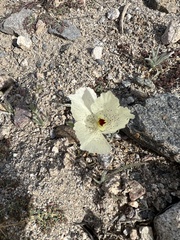 Mohavea confertiflora