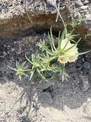 Mohavea confertiflora