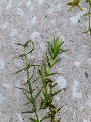 Hydrocharitaceae