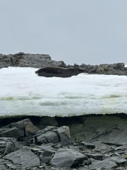 Leptonychotes weddellii