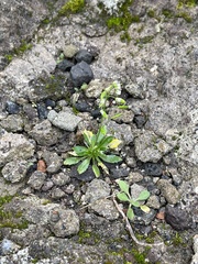 Draba verna