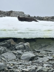 Leptonychotes weddellii