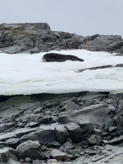 Leptonychotes weddellii