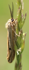 Spiris striata