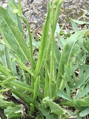 Hypochaeris chillensis