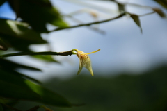 Masdevallia guttulata