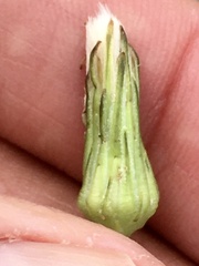 Hypochaeris chillensis