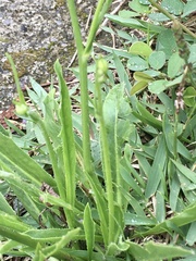 Hypochaeris chillensis