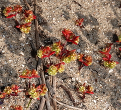 Crassula vaillantii