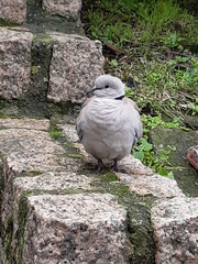 Streptopelia decaocto