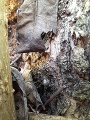 Physocyclus globosus