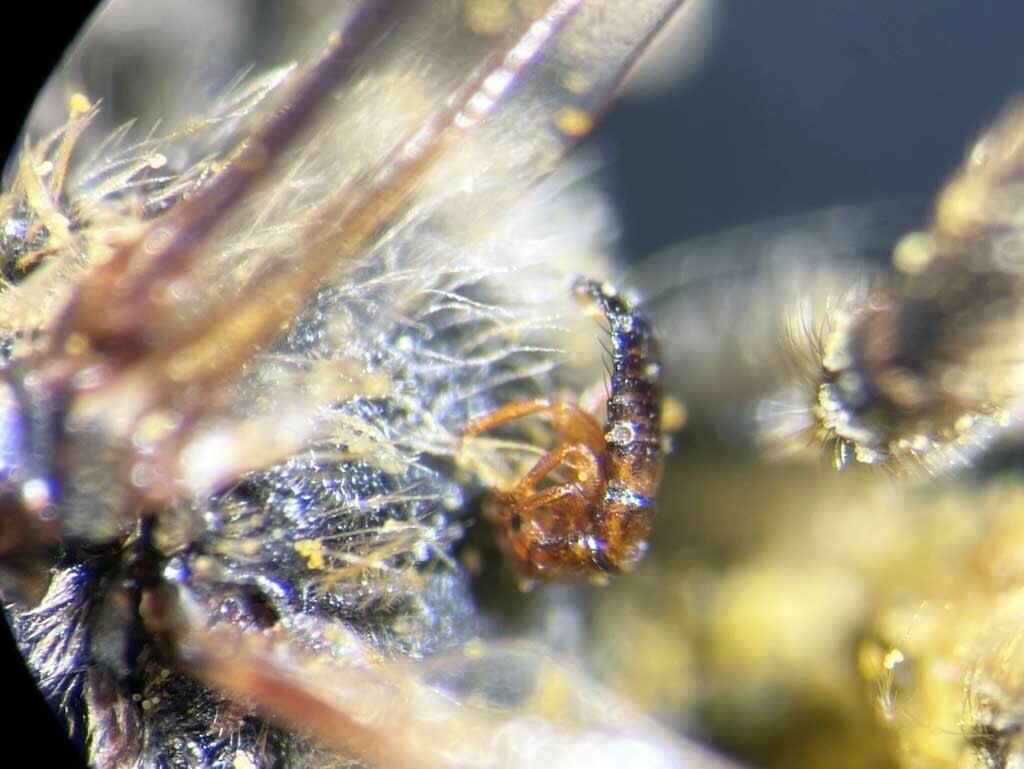 Winged and Once-winged Insects from Alsea, OR 97324, USA on January 10 ...