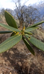 Rhododendron barbatum