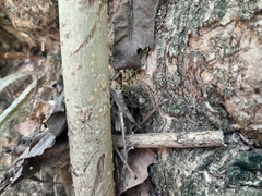 Physocyclus globosus