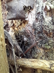 Physocyclus globosus