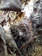 Physocyclus globosus