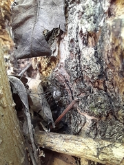 Physocyclus globosus