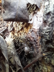 Physocyclus globosus