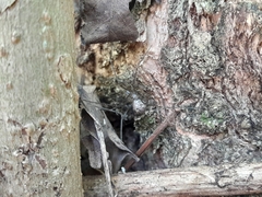 Physocyclus globosus