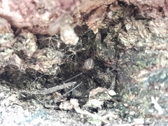 Physocyclus globosus