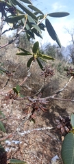 Rhododendron barbatum
