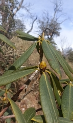 Rhododendron barbatum