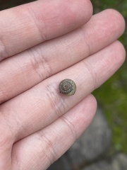 Xerotricha conspurcata