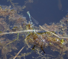 Coenagrion johanssoni
