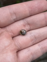 Xerotricha conspurcata