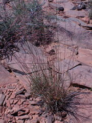Aristida diffusa