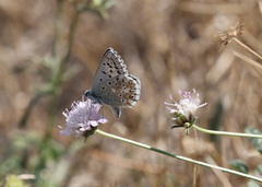 Polyommatus hispana