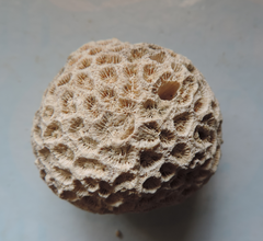 Montastraea cavernosa