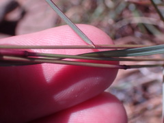 Aristida diffusa