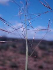 Aristida diffusa