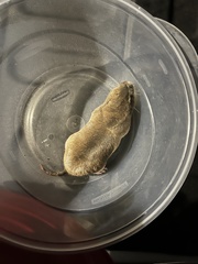 Geomys breviceps