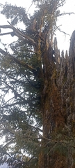 Taxus wallichiana