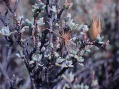 Pteronia glauca