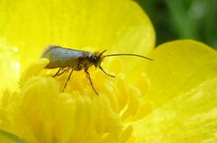 Micropterix calthella