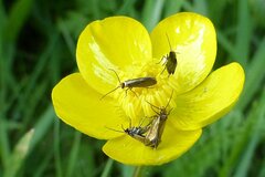 Micropterix calthella